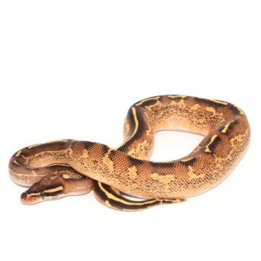 Freeway Royal Python, Female